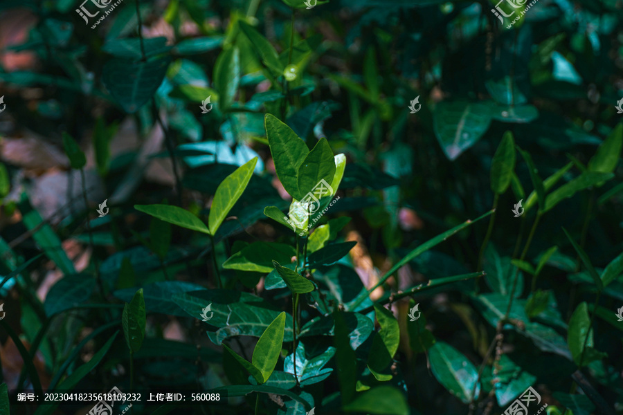 植物叶子绿叶植被光照树叶