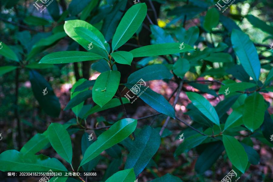 植物叶子绿叶植被光照斑驳光影