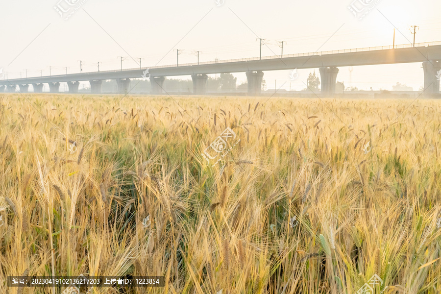 小麦田