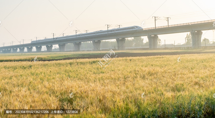 小麦田