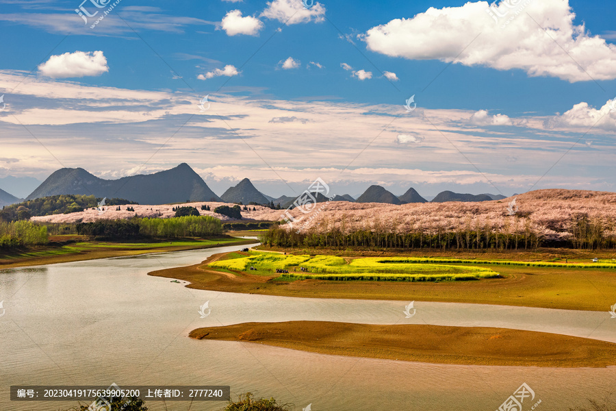 贵州安顺市平坝樱花盛景