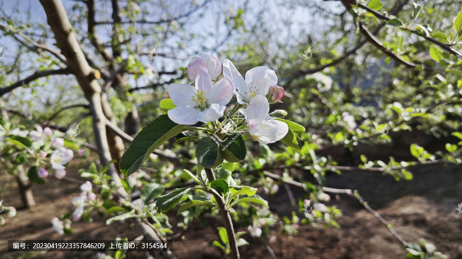 春天梨花盛开