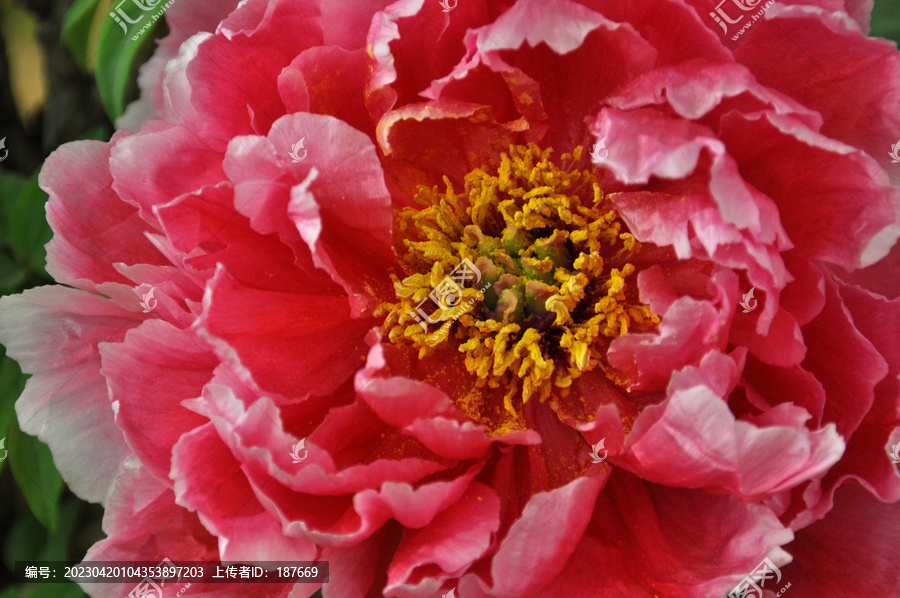 牡丹花特写花瓣花蕊