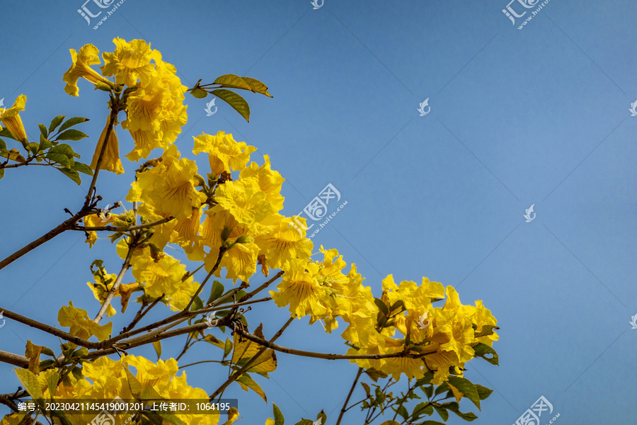 蓝天背景下的黄花风铃