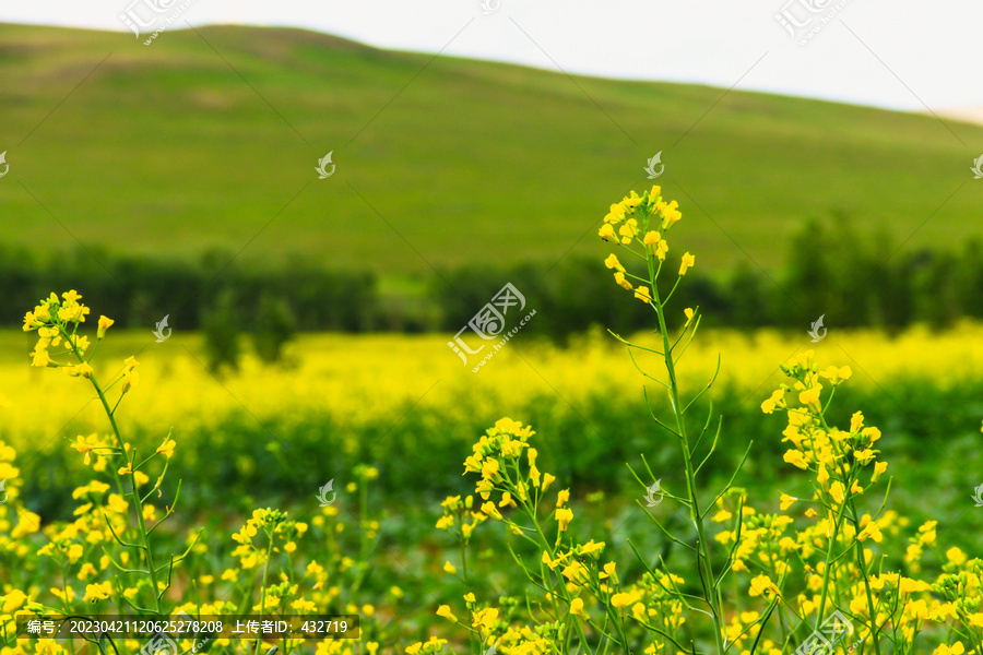 油菜花种植