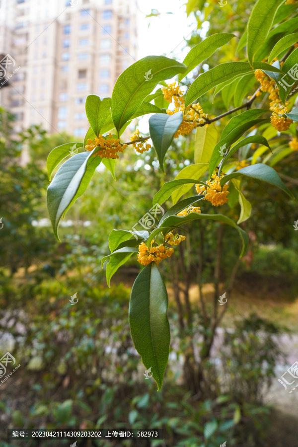 桂花