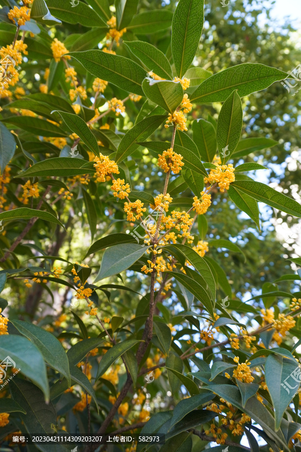 桂花