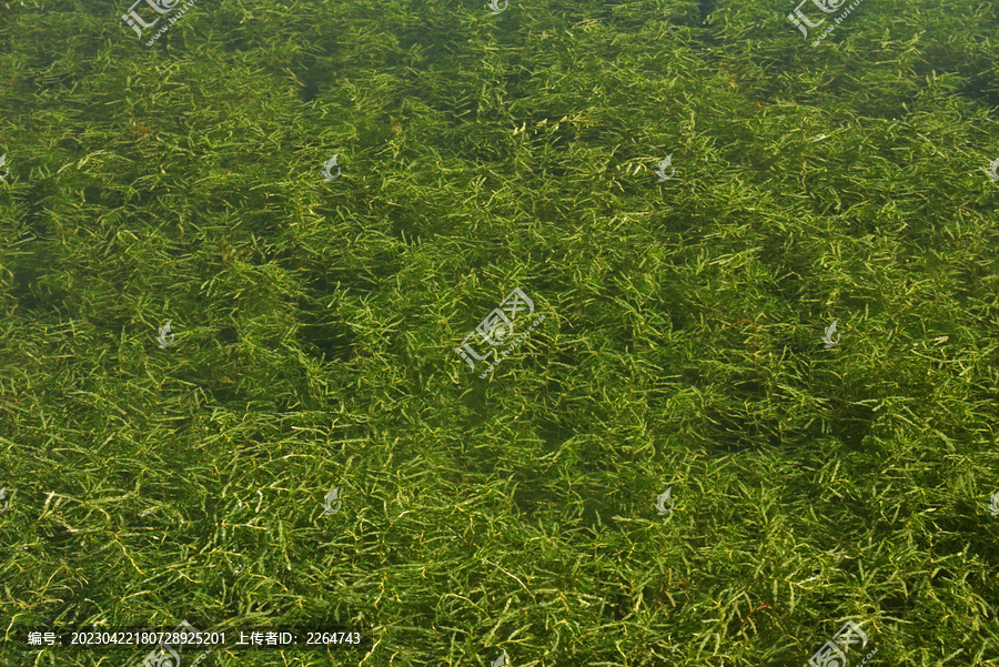 水生植物