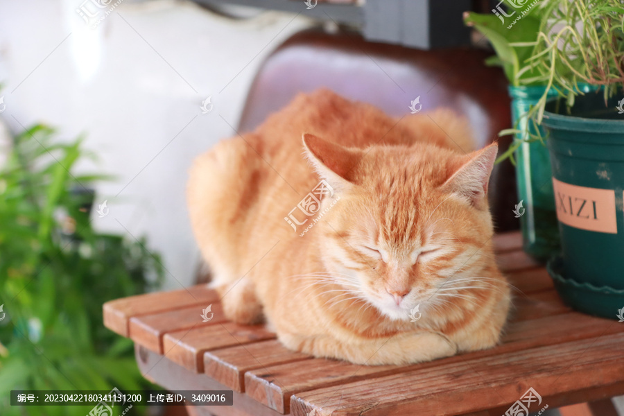打瞌睡的橘猫
