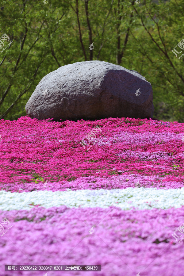 芝樱花