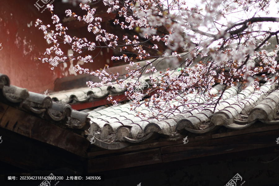 屋檐桃花