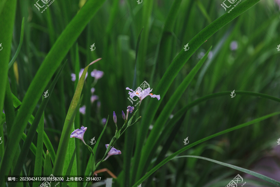 鸢尾花