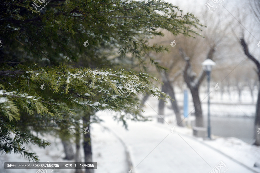 雪松