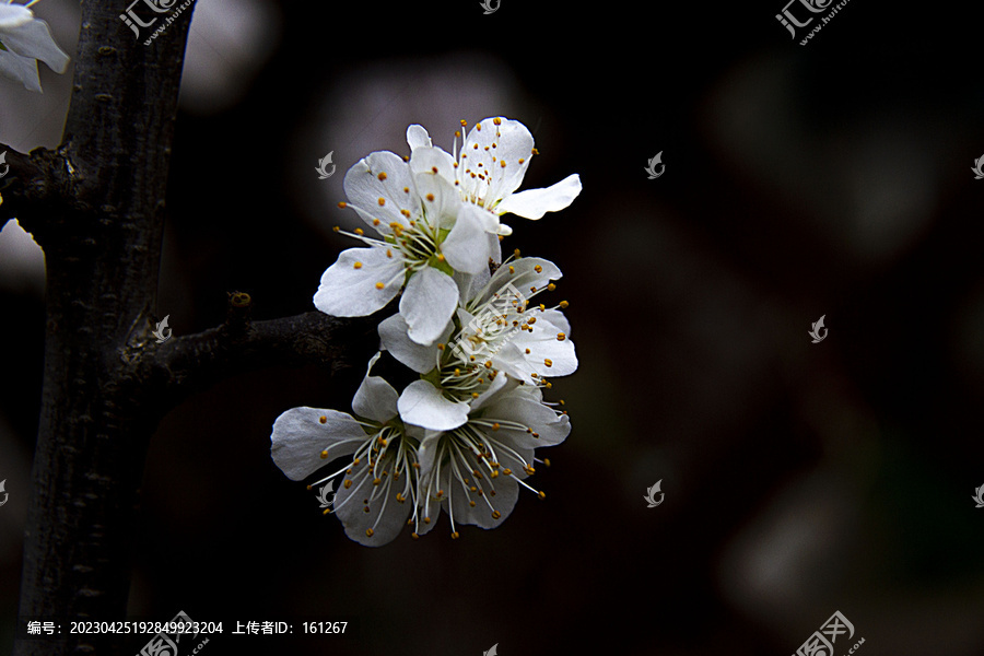 杏花开在暮春里