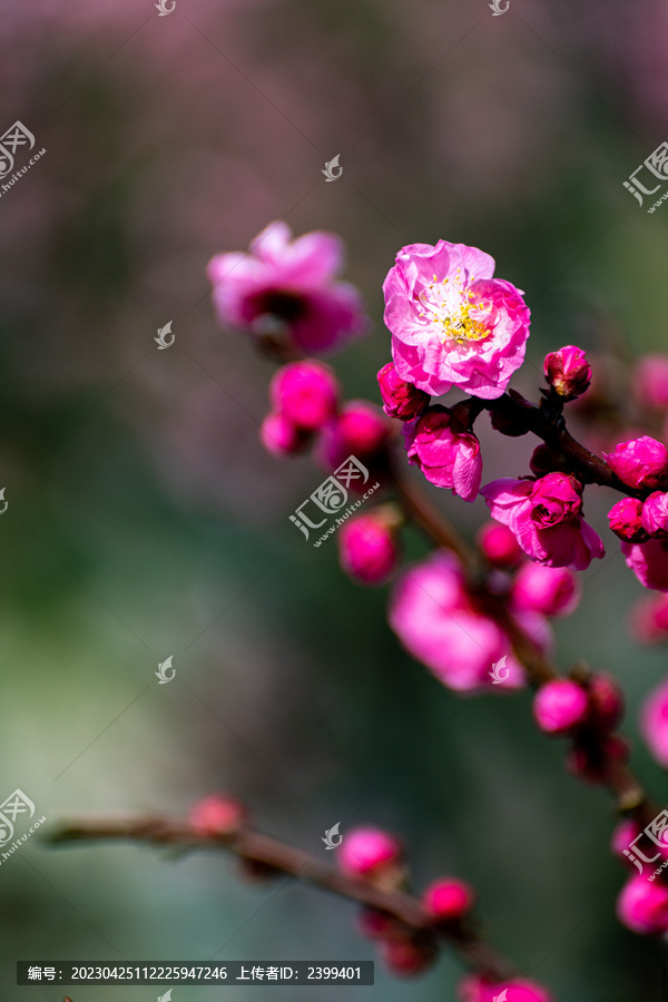 上海莘庄梅园梅花特写镜头