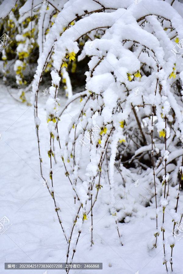 雪压连翘