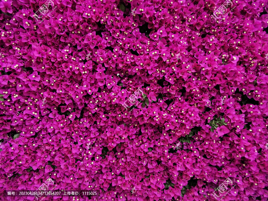 紫红色花墙
