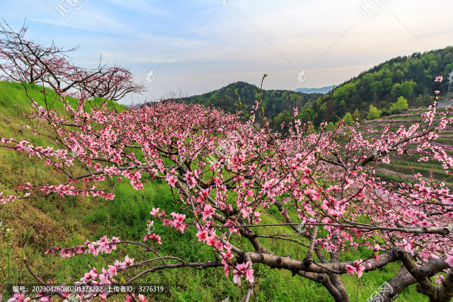 金华源东桃花