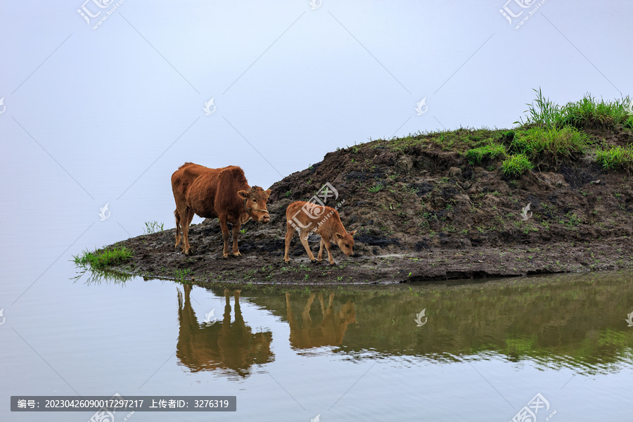 枞阳白荡湖水域岛上放养的牛