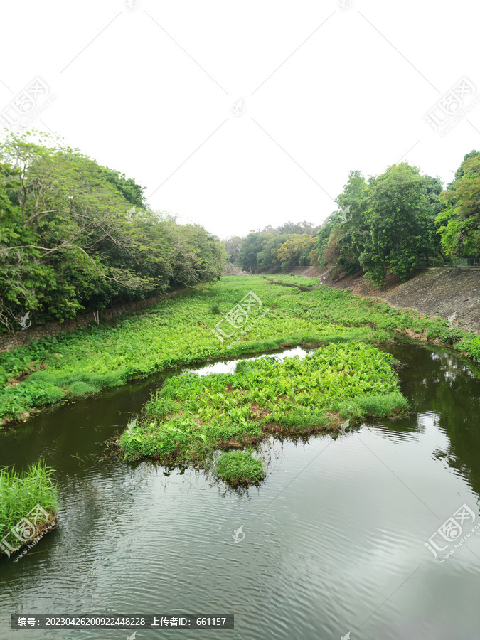 小河水草