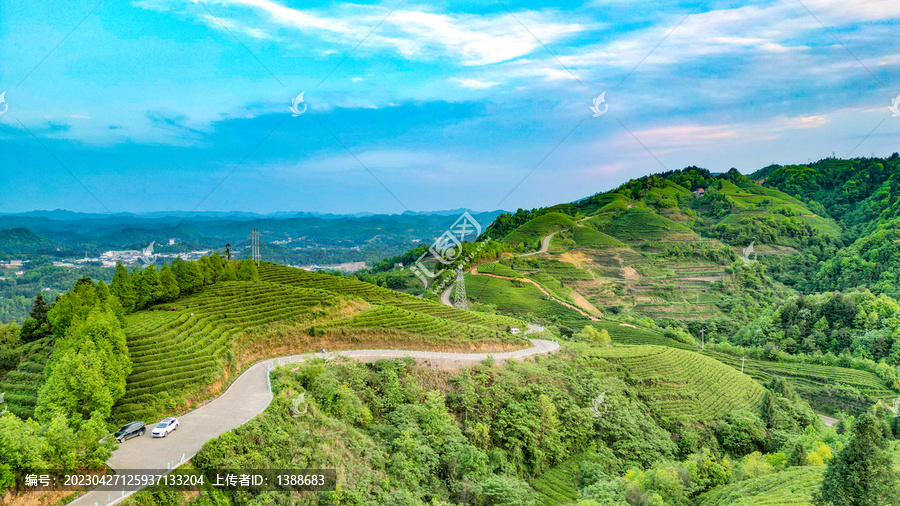 茶山茶园山顶公路