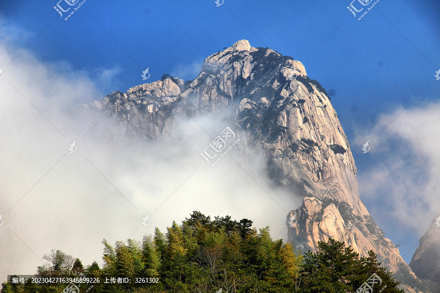 黄山雪松