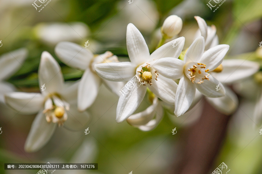 柑橘花