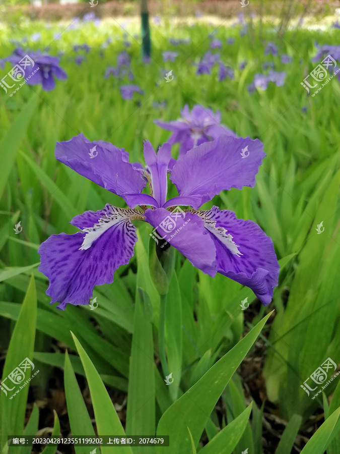 鸢尾花