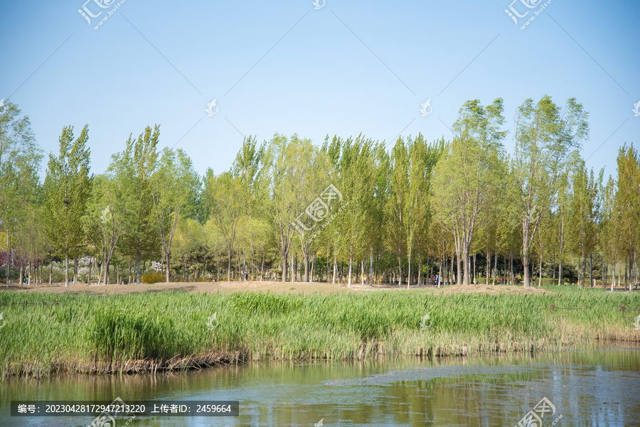 池塘水草绿树景色宜人