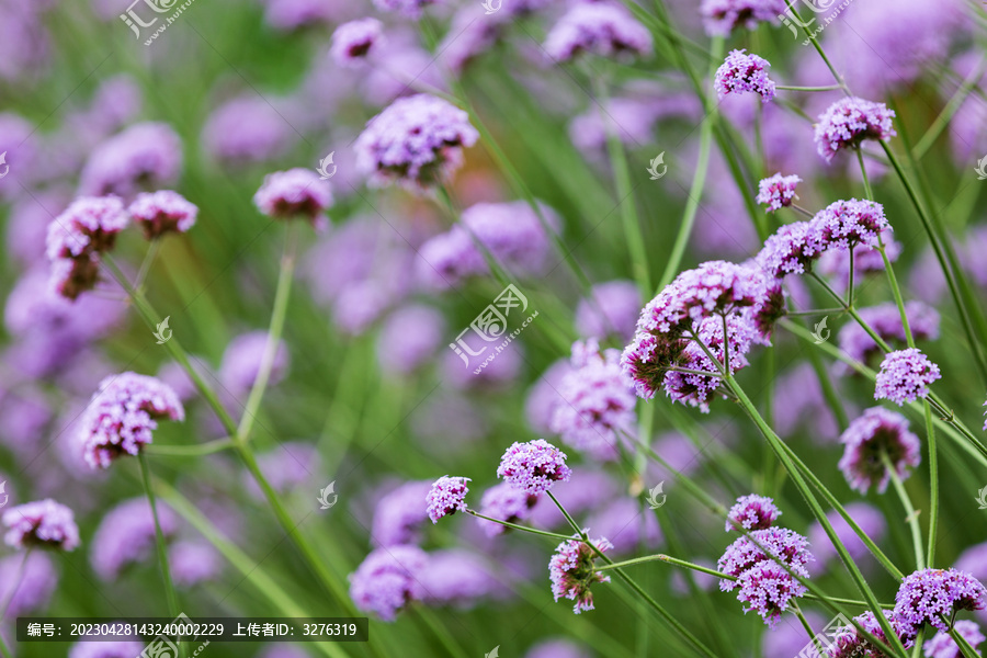 紫色柳叶马鞭草