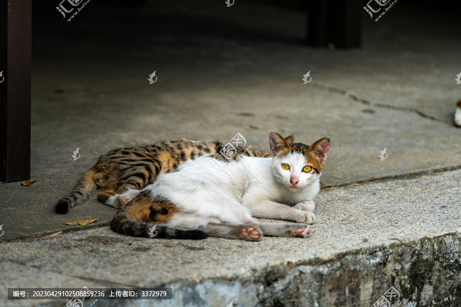 晒太阳的猫