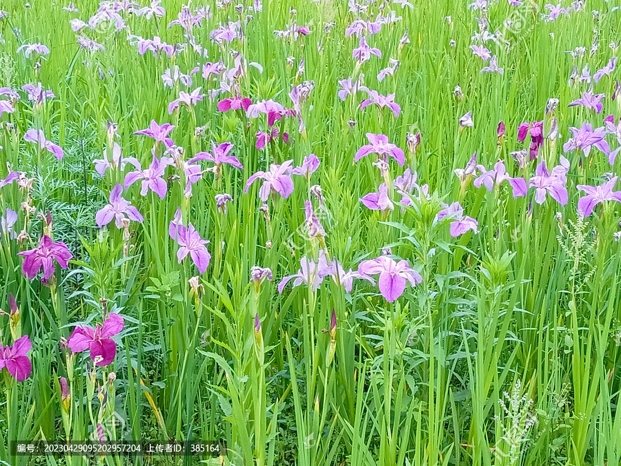 鸢尾花