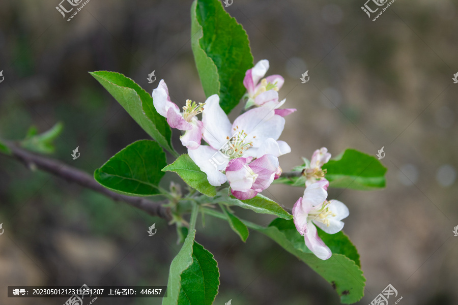 苹果花