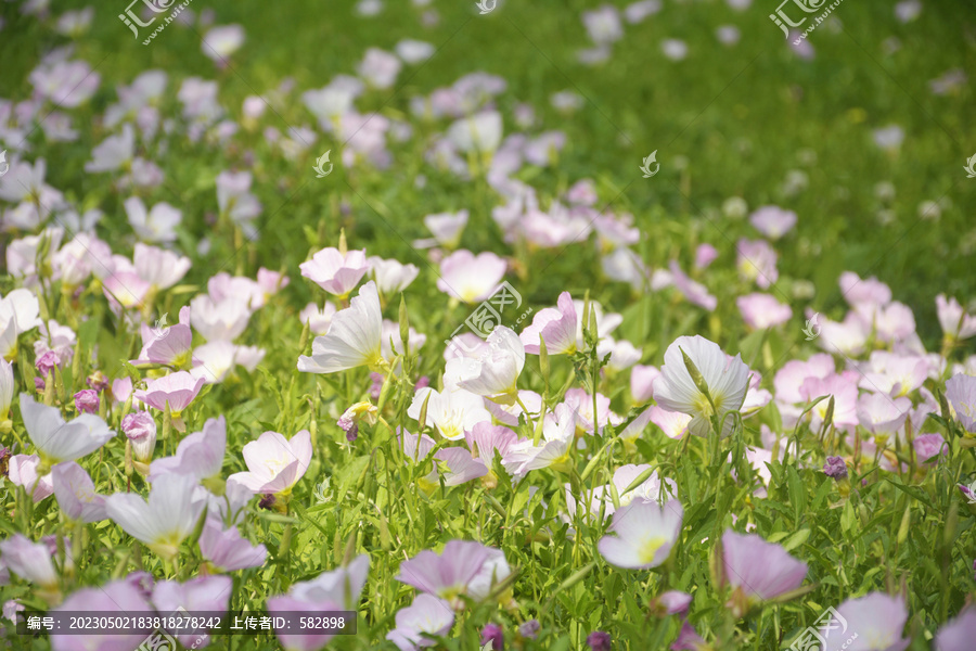 春暖花开