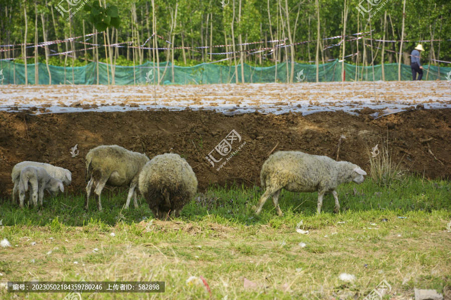 大羊和小羊