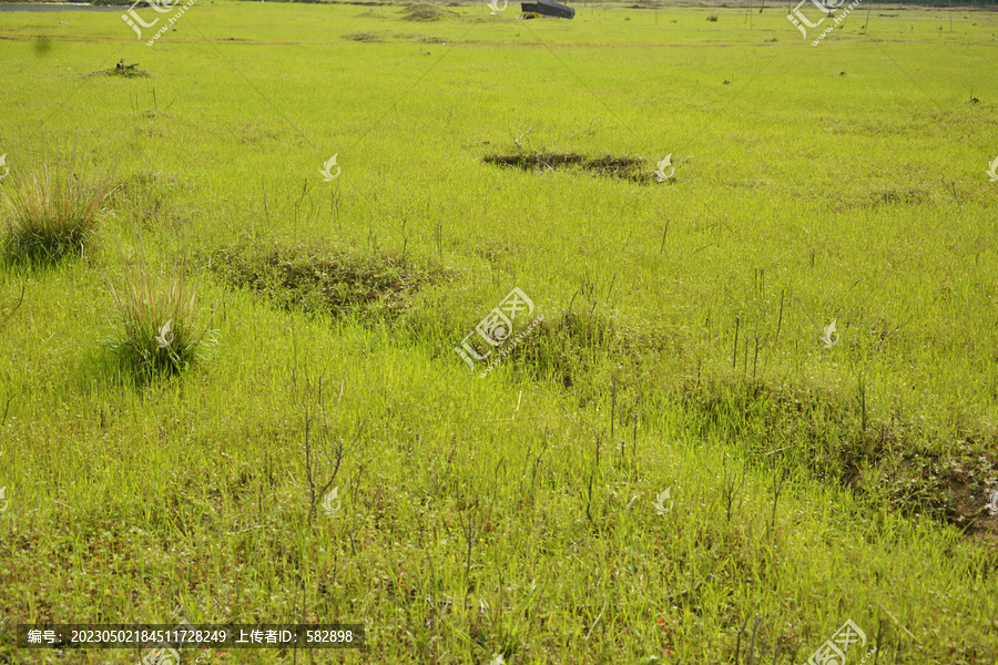 野草地