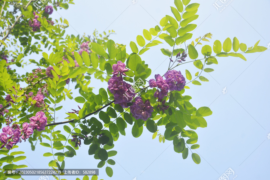 天空花枝