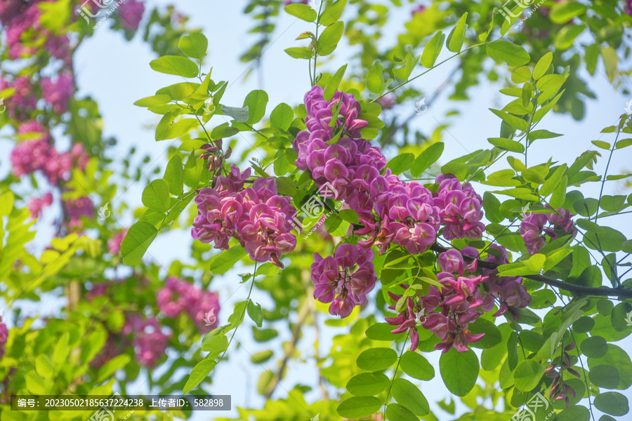 唯美槐花