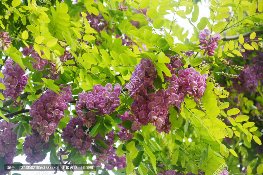 紫色槐花树