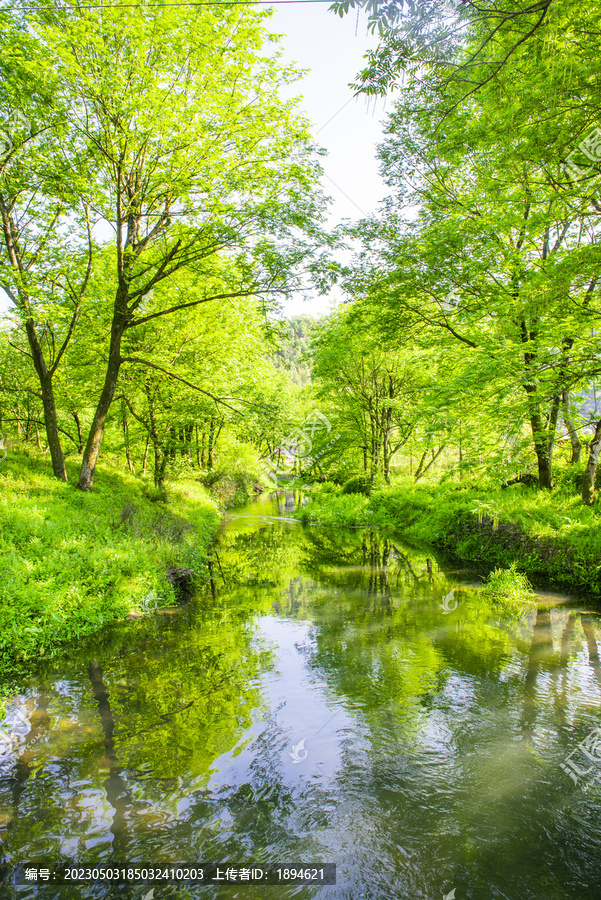 绿树林小溪风景画