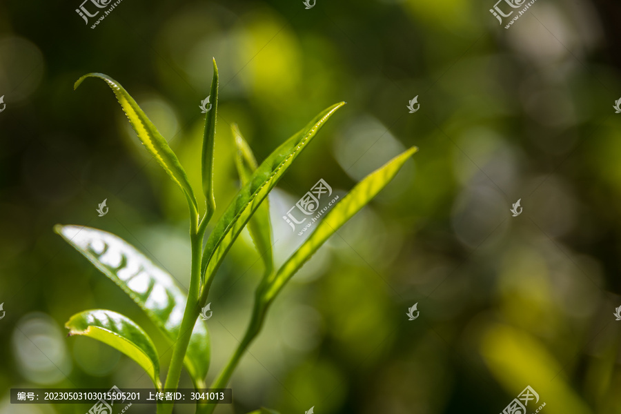 野生茶树芽叶特写