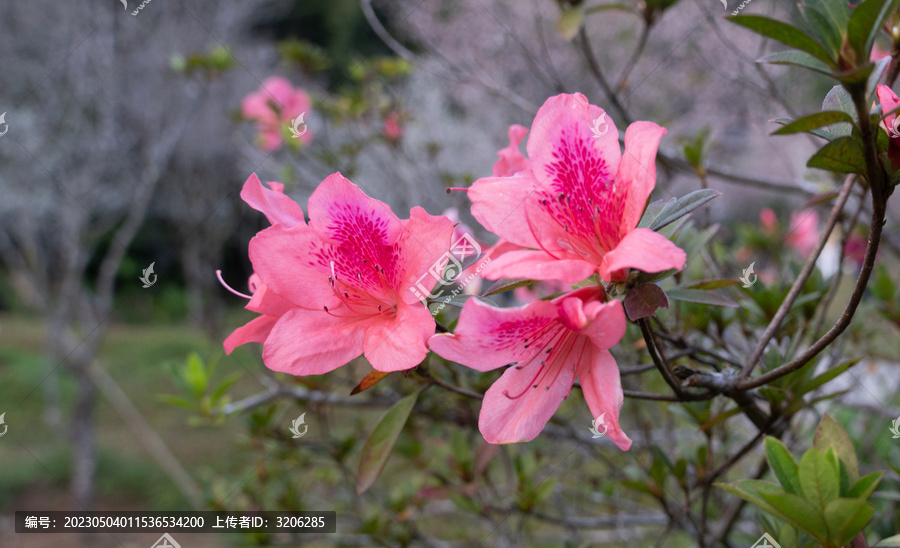 大红花