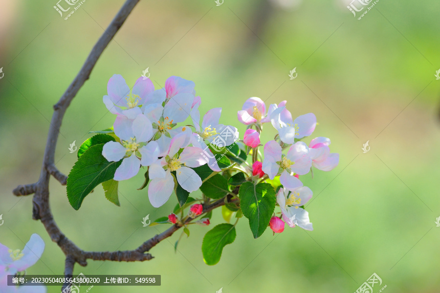 苹果花