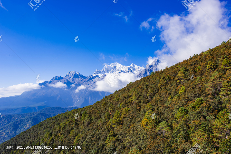 高山森林