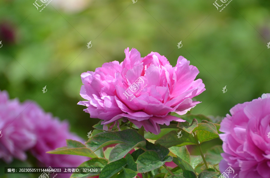 牡丹花特写