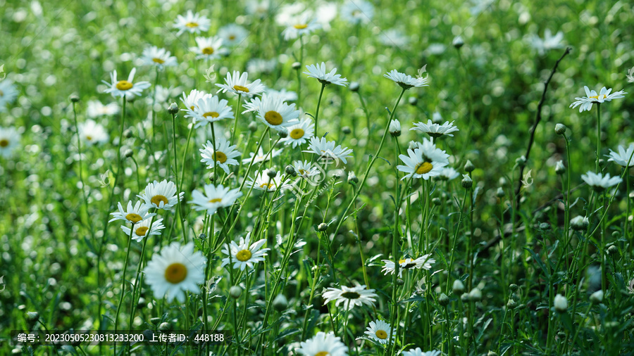 白色小雏菊