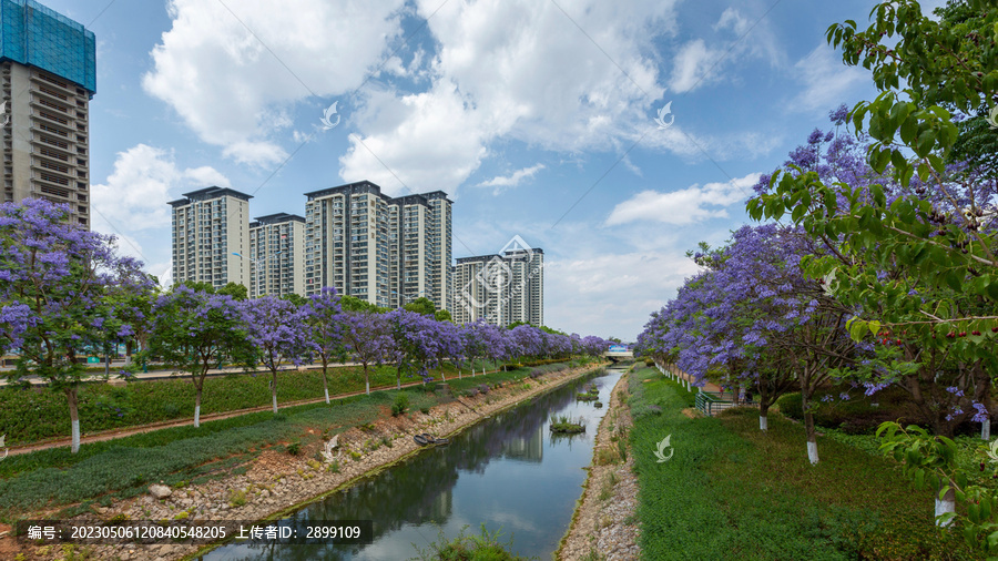 蓝天白云盛开蓝花楹城市风景