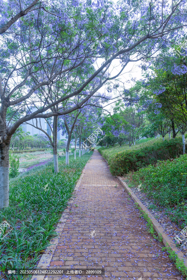 昆明盛开蓝花楹城市景观