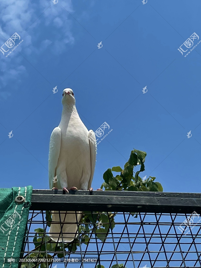 动物园里的白鸽