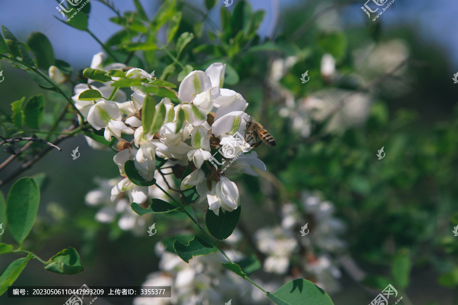 槐树槐花